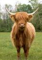 2005-05-13_cows_005