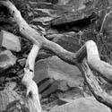 2005-09-10_fallen-tree_034
